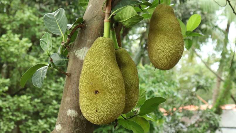 Frutas exóticas y sus beneficios para la salud, foto 5