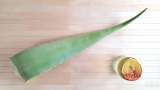 Macerado de Aloe Vera con miel - Preparación paso 1