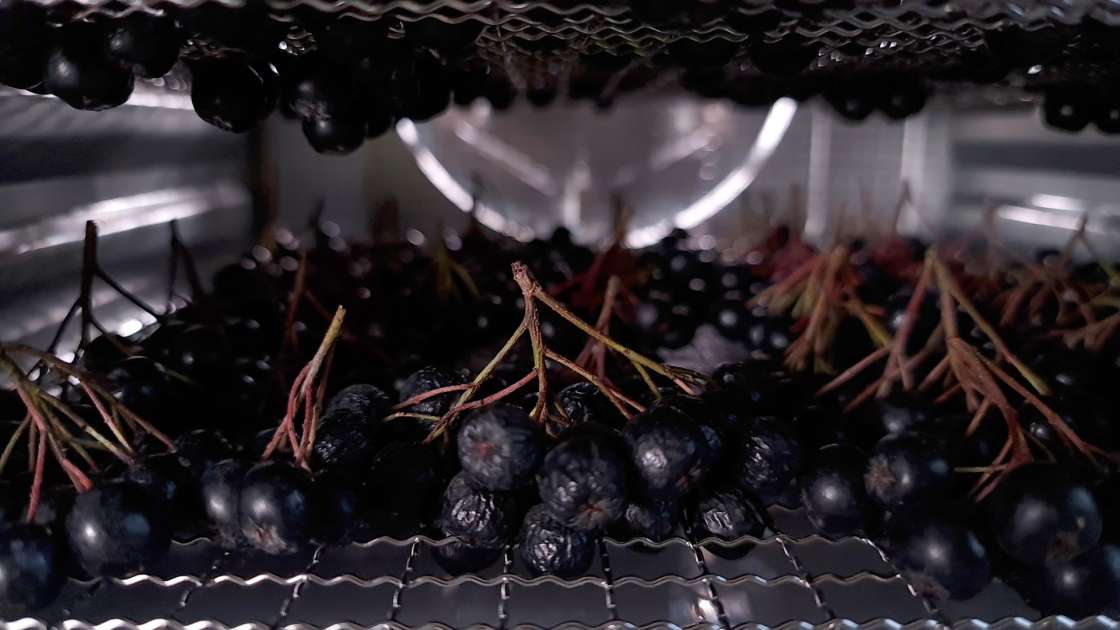 Secar la aronia en un deshidratador, foto 3