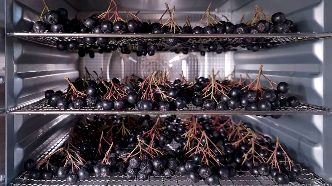 Secar la aronia en un deshidratador, foto 5