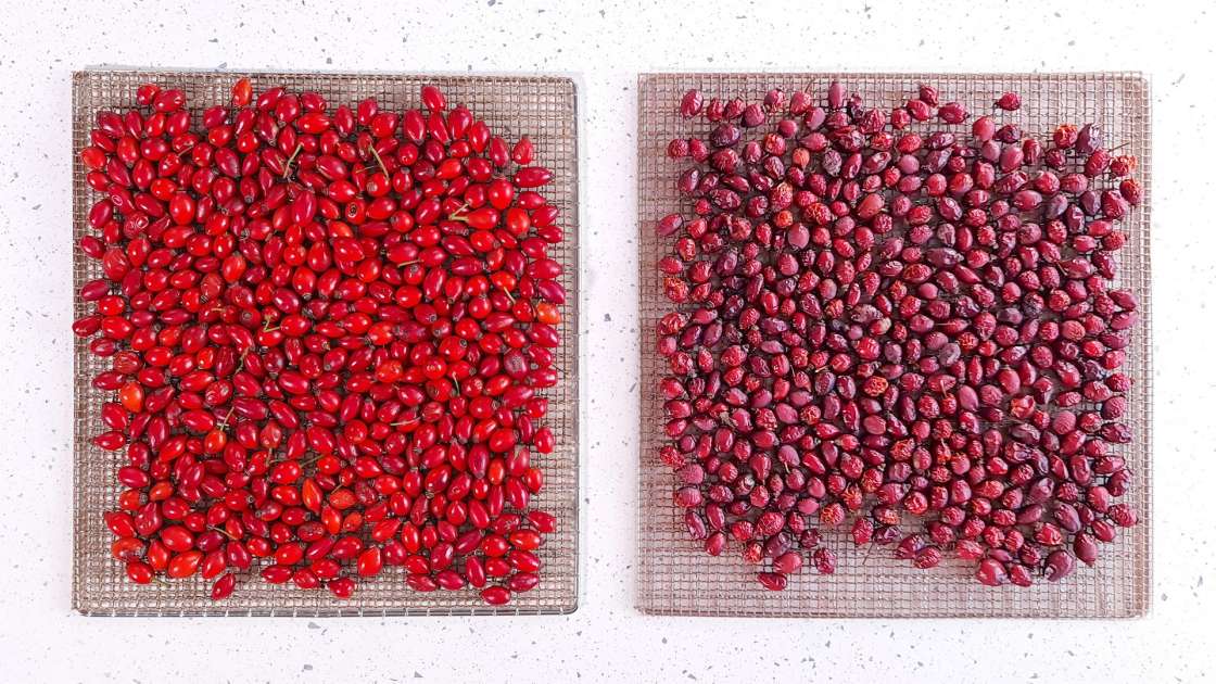 Secar escaramujos en un deshidratador para hacer infusiones o polvo de escaramujos, foto 1