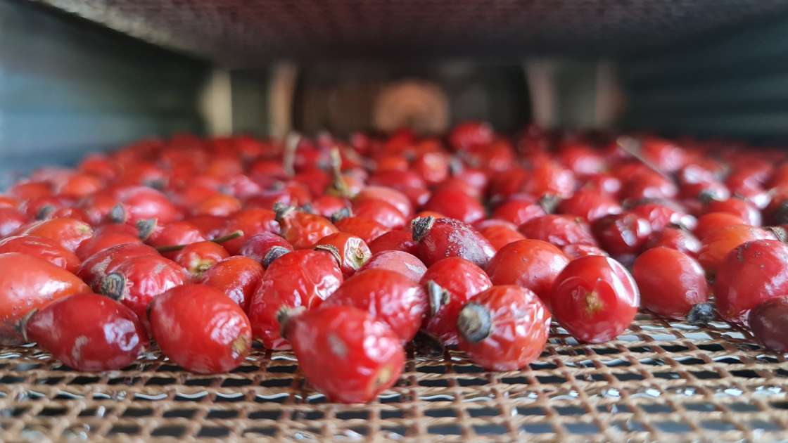 Secar escaramujos en un deshidratador para hacer infusiones o polvo de escaramujos, foto 2