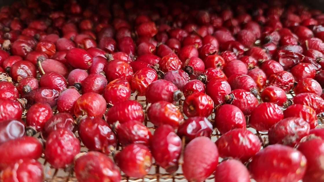 Secar escaramujos en un deshidratador para hacer infusiones o polvo de escaramujos, foto 3