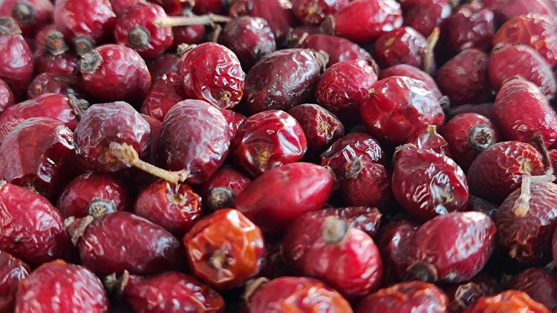 Secar escaramujos en un deshidratador para hacer infusiones o polvo de escaramujos, foto 6