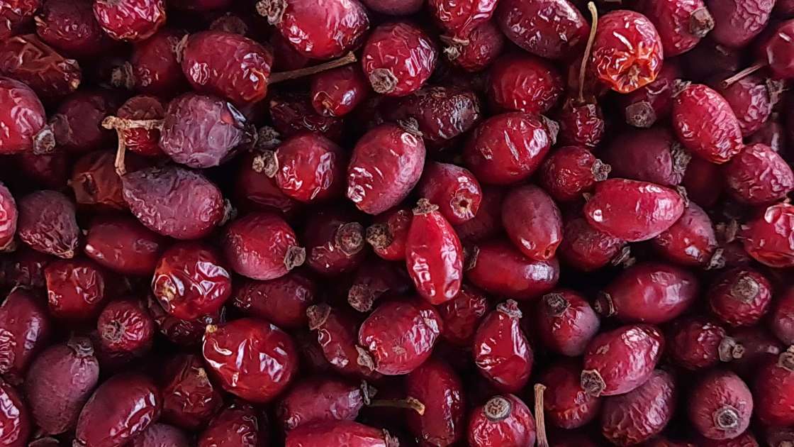 Secar escaramujos en un deshidratador para hacer infusiones o polvo de escaramujos, foto 7