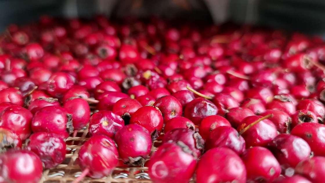 Deshidratación de frutos de espino para infusiones, foto 6