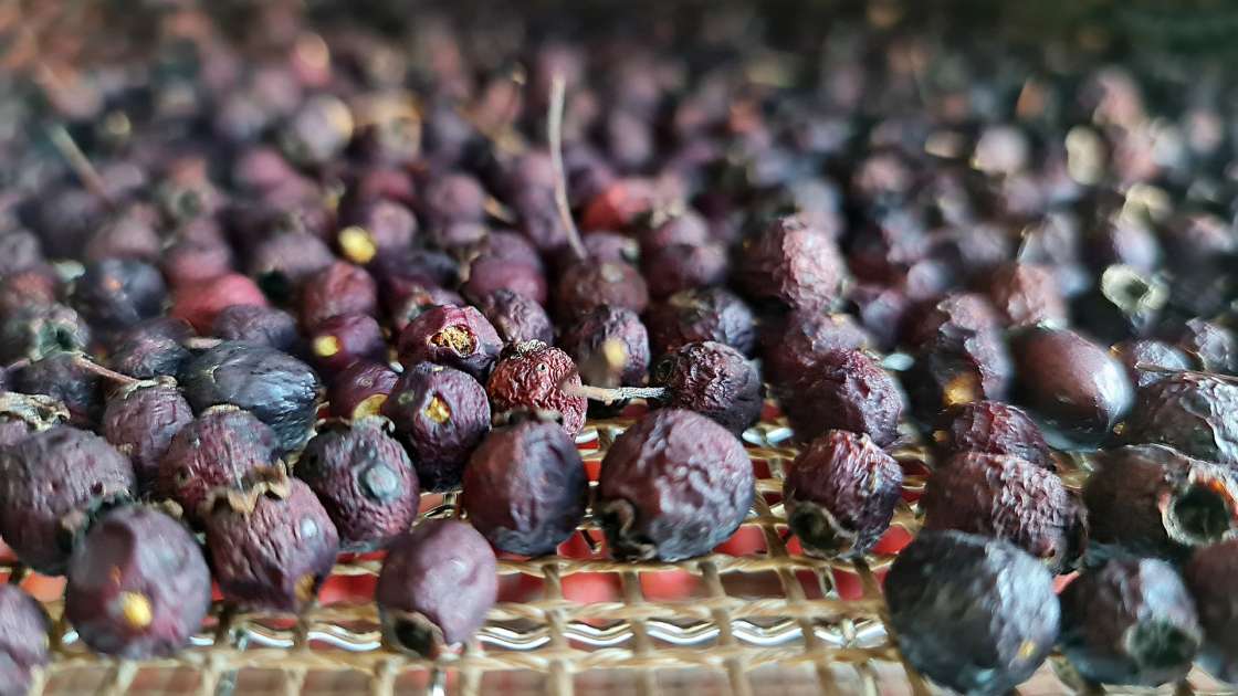 Deshidratación de frutos de espino para infusiones, foto 7