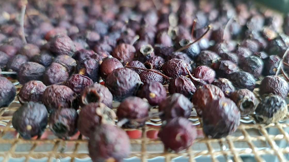 Deshidratación de frutos de espino para infusiones, foto 8