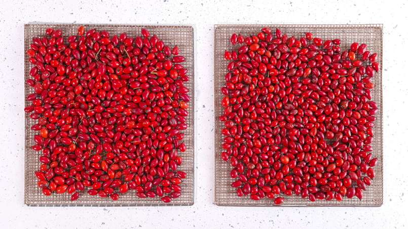 Secar escaramujos en un deshidratador para hacer infusiones o polvo de escaramujos, foto 4