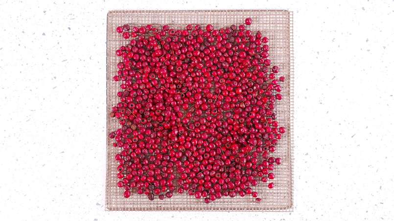 Deshidratación de frutos de espino para infusiones, foto 4