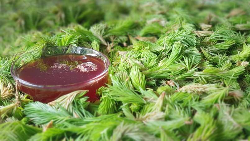 Jarabe de yemas de pino, foto 9