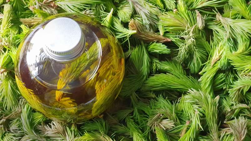Aceite de yemas de pino, foto 2