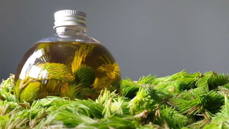 Aceite de yemas de pino, foto 3