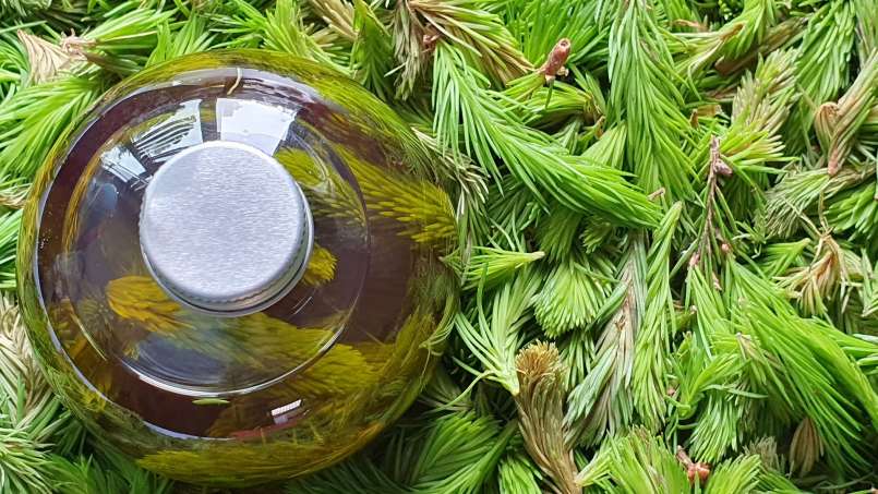 Aceite de yemas de pino, foto 4