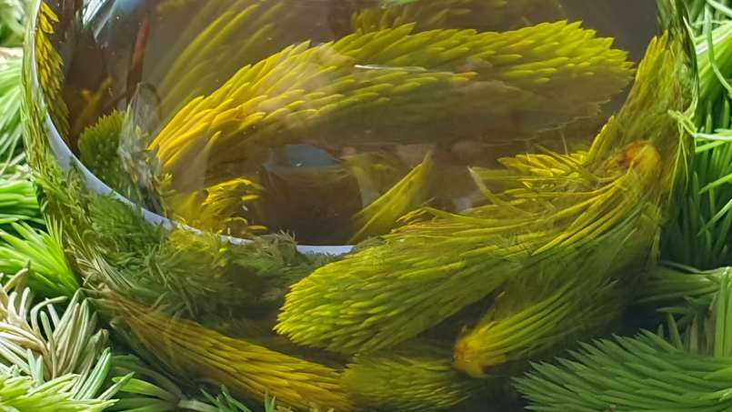 Aceite de yemas de pino, foto 5
