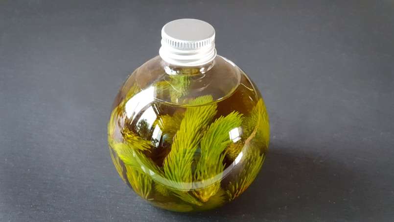 Aceite de yemas de pino, foto 6
