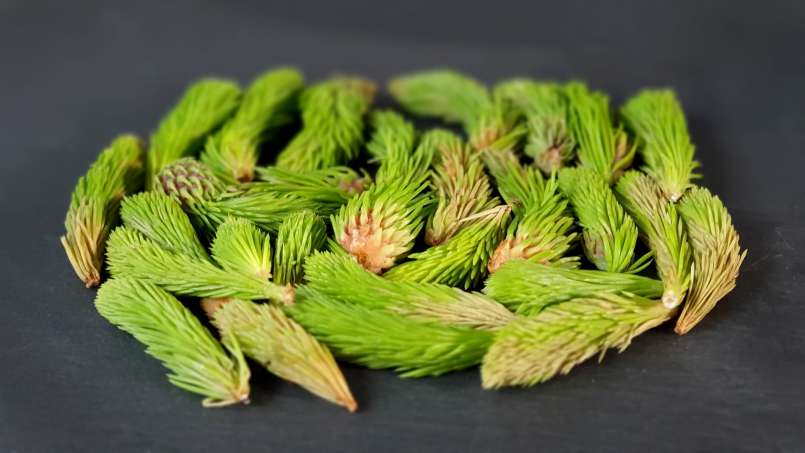 Aceite de yemas de pino, foto 8