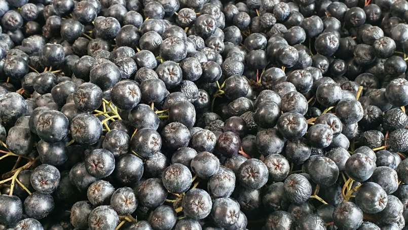 Jarabe de aronia con miel, foto 10