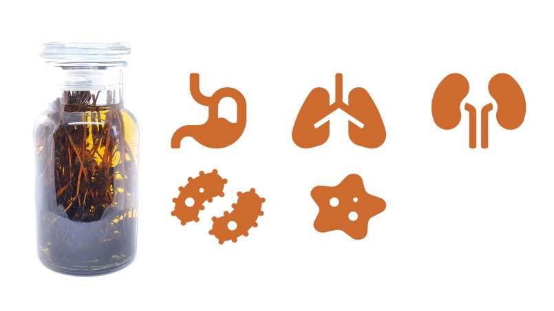 Tintura de tomillo, foto 1