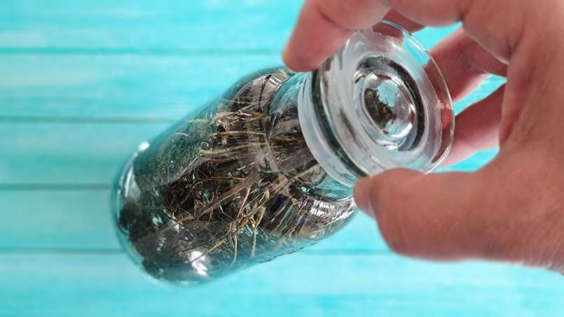 Tintura de tomillo, foto 4