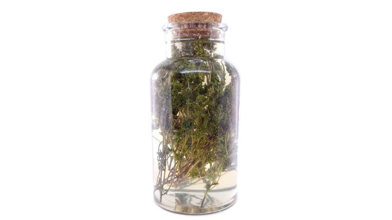 Tomillo macerado con miel, foto 3