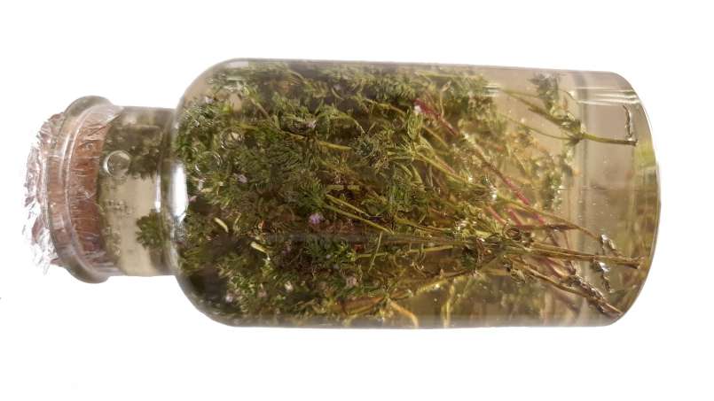 Tomillo macerado con miel, foto 5