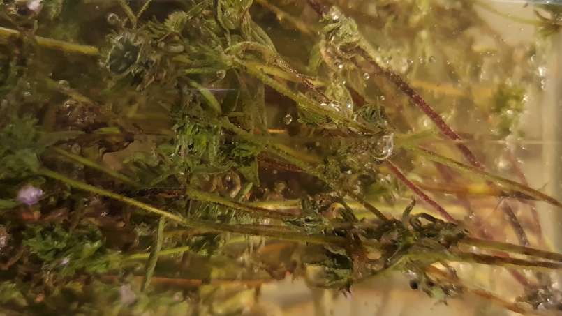 Tomillo macerado con miel, foto 8