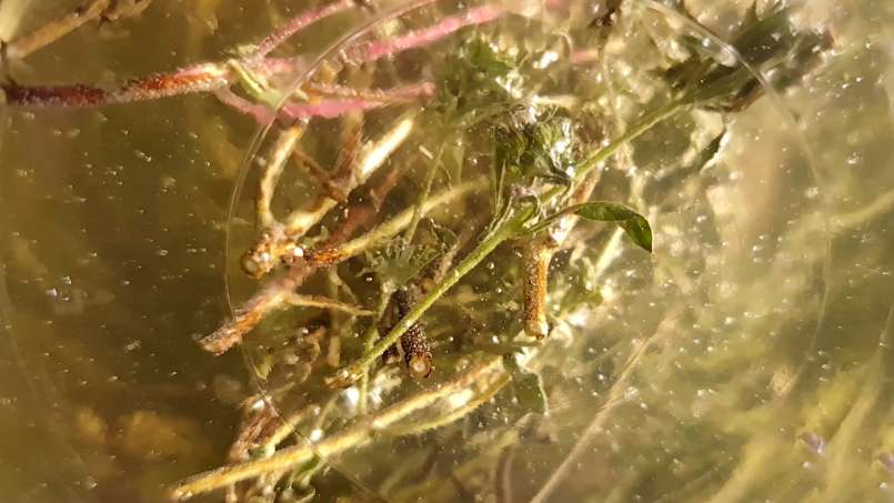 Tomillo macerado con miel, foto 9